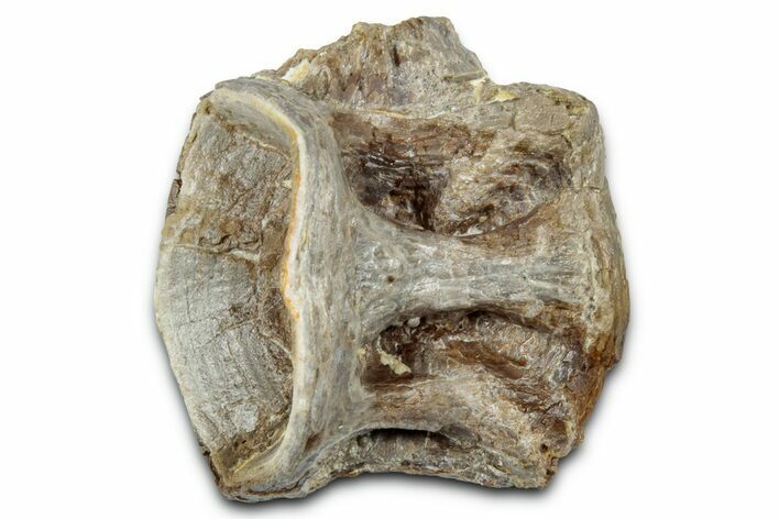 Fossil Ray-Finned Fish (Ichthyodectes) Vertebra - Kansas #331026